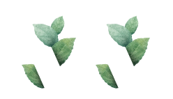 terravexfoods