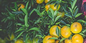 terravexfoods