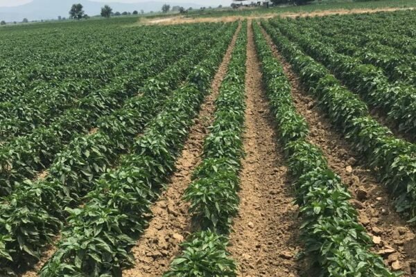 Agriculture & Farming Excellence
