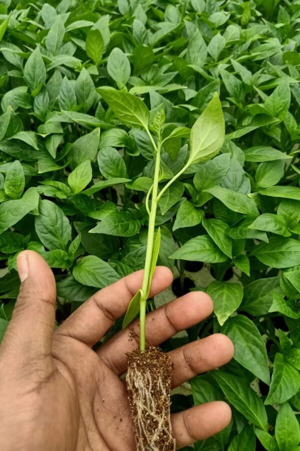 Agriculture & Farming Excellence