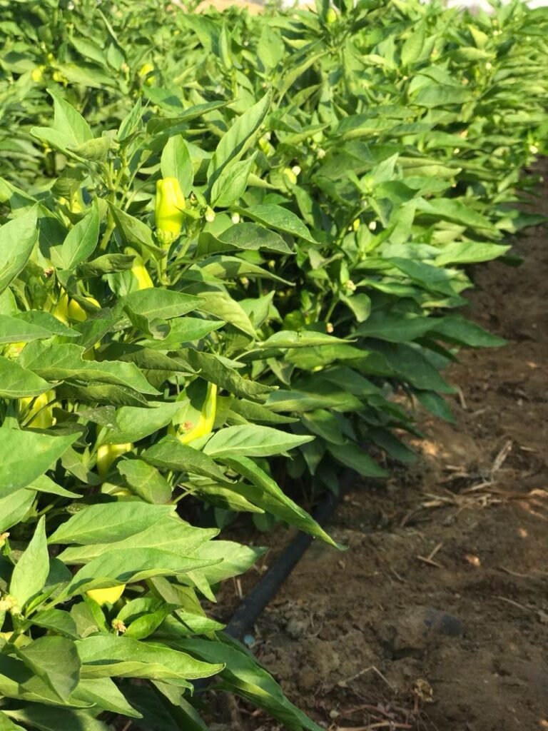 Pepperoncini02